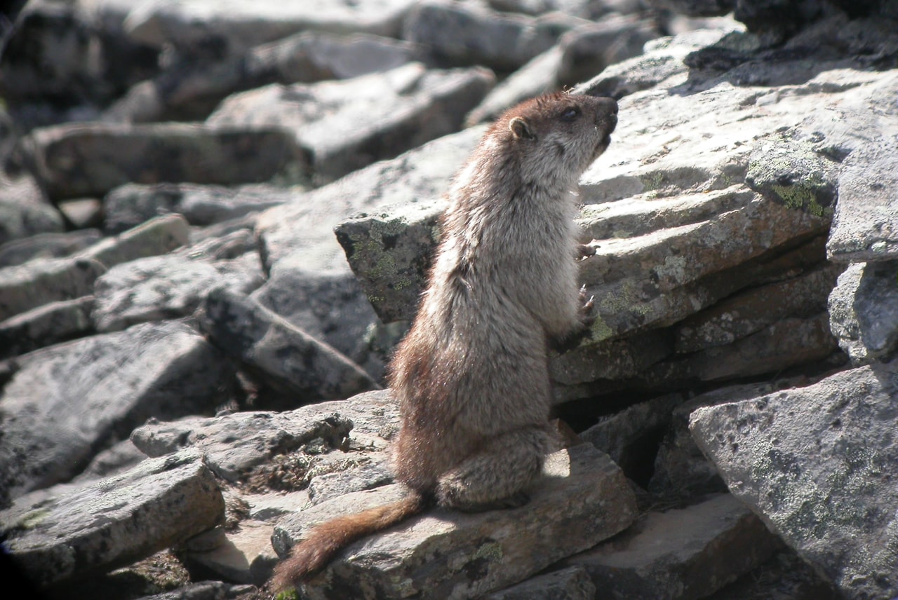 Alaska Marmot