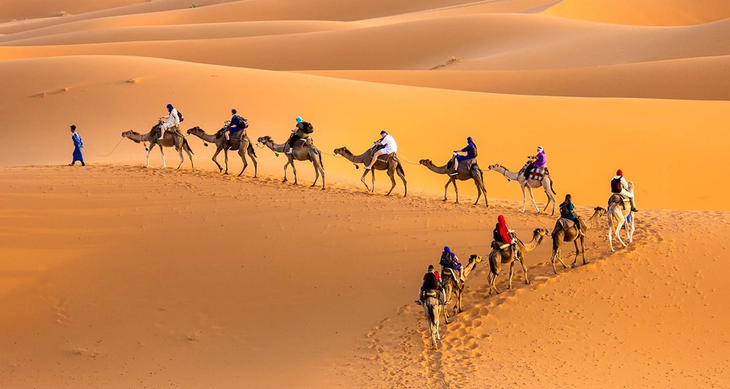 CAMEL TREKKING - Di chuyển trong sa mạc Sahara = lạc đà