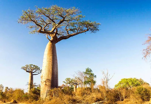 Cây bao báp Madagascar