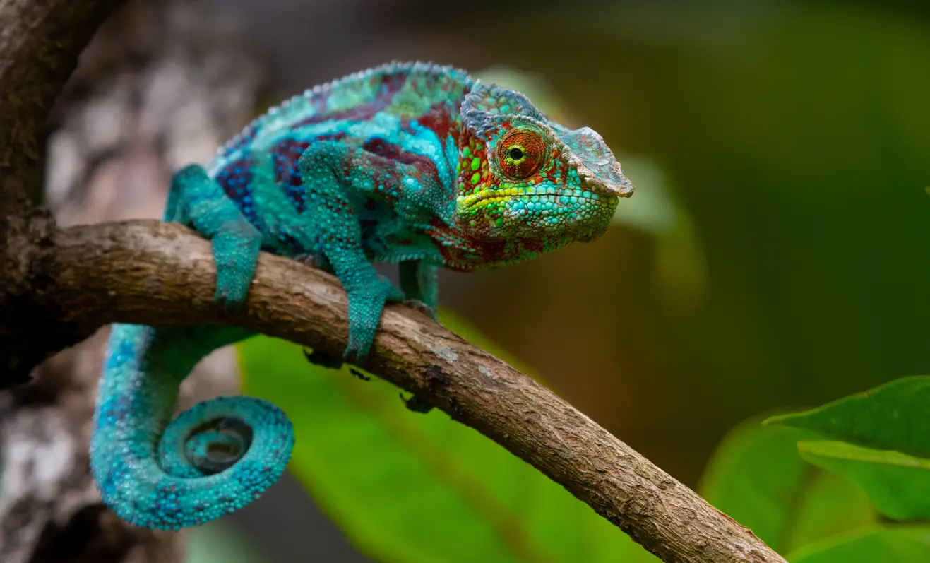 Madagascar giant gecko