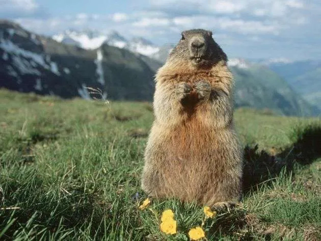 Marmot sóc đất