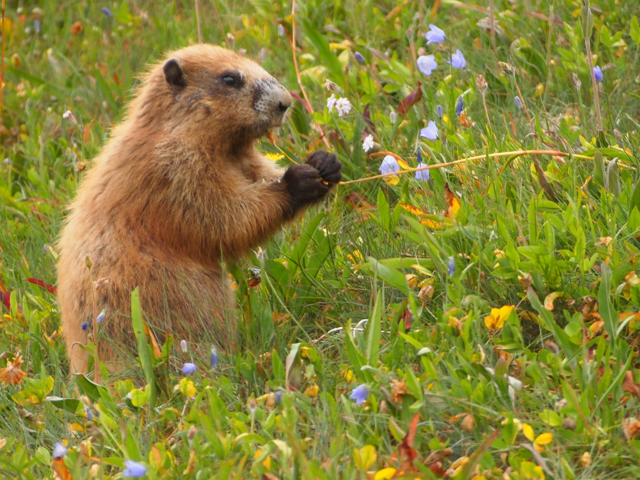 Olympic Marmot