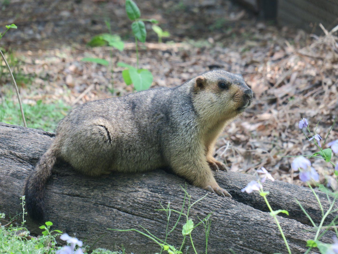 Targabna marmot hay rái cá cạn