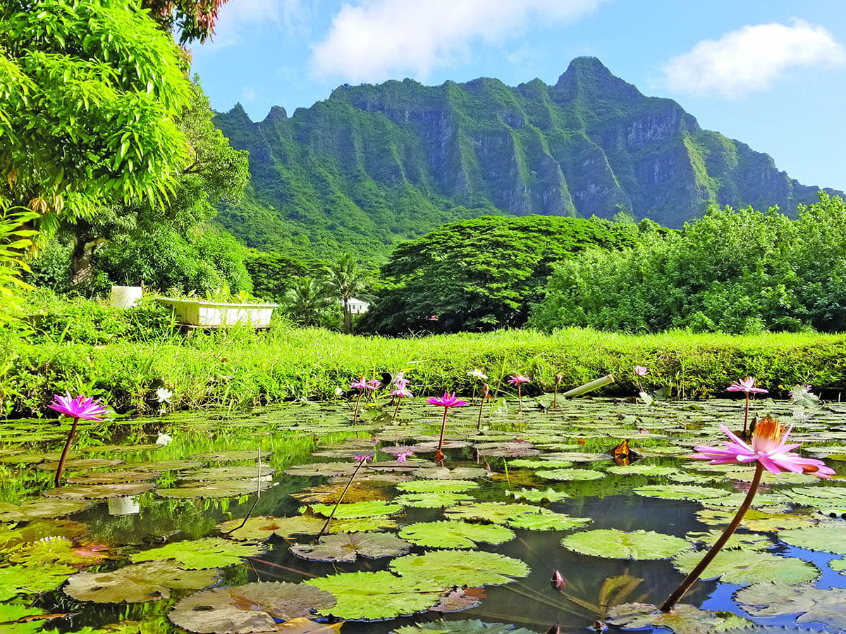 Hawaiian nature