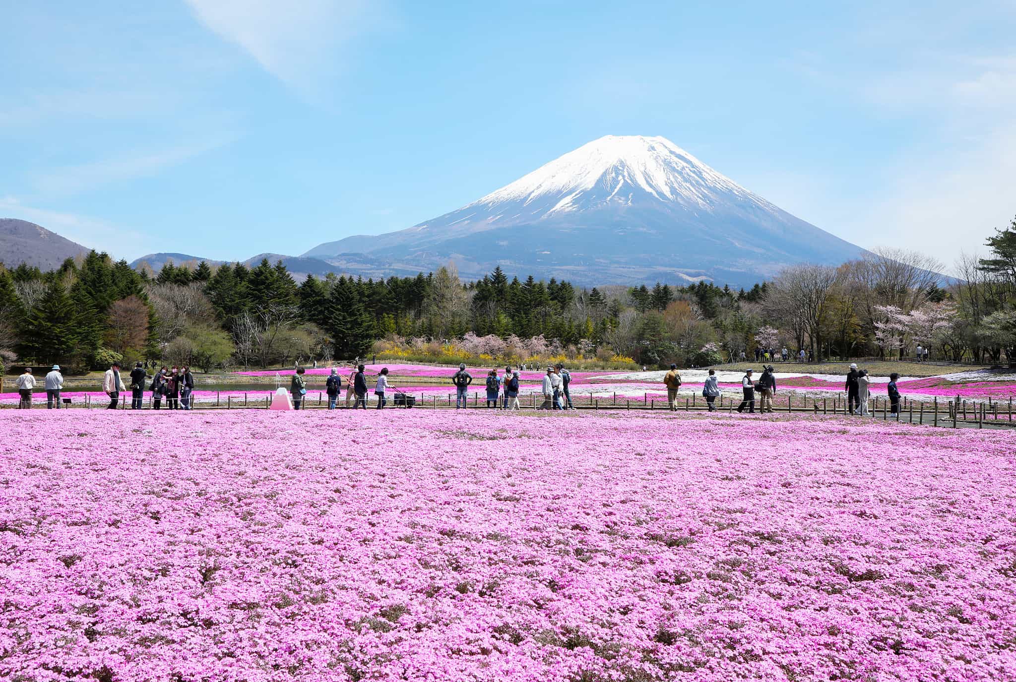 Thảm hoa Moss Phlox hay thảm hoa chi anh