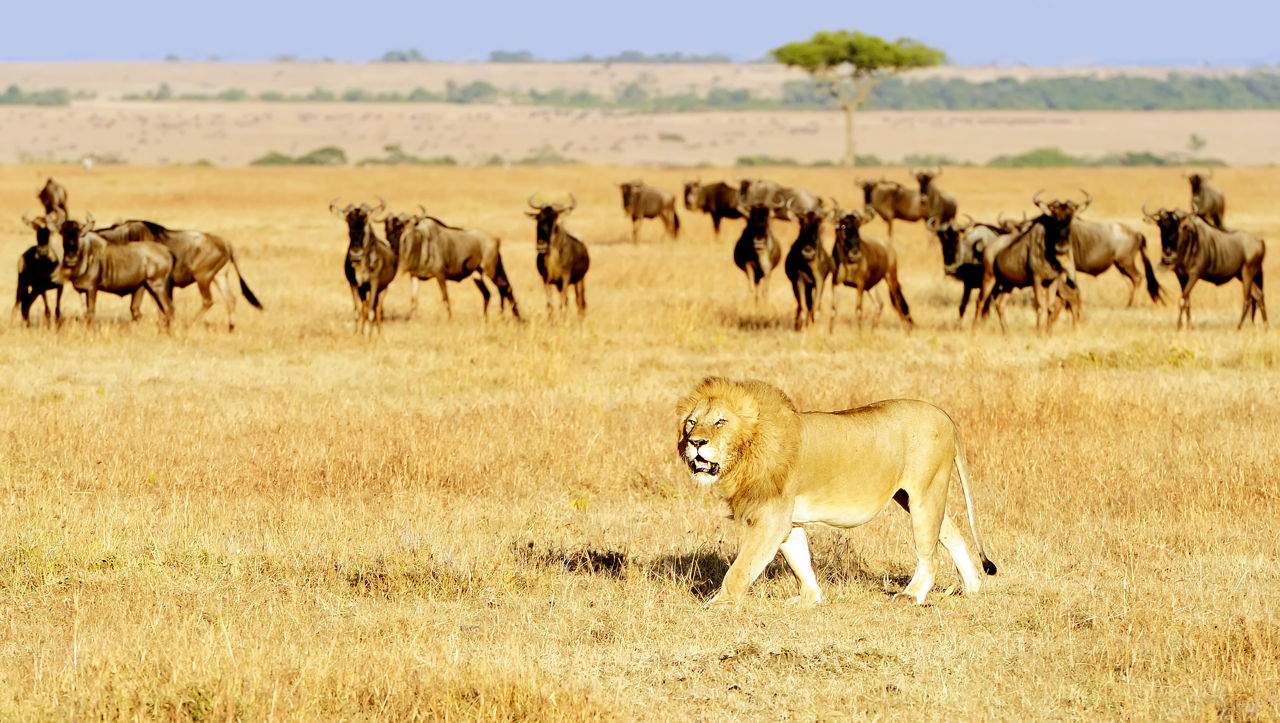 Thảo nguyên rộng lớn Kenya và Mara là nơi diễn ra cuộc chiến sinh tồn khốc liệt giữa các loài động vật hoang dã