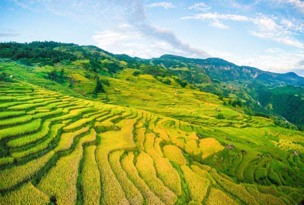 Chiêm ngưỡng những thửa ruộng bậc thang mùa lúa chín ở Y Tý