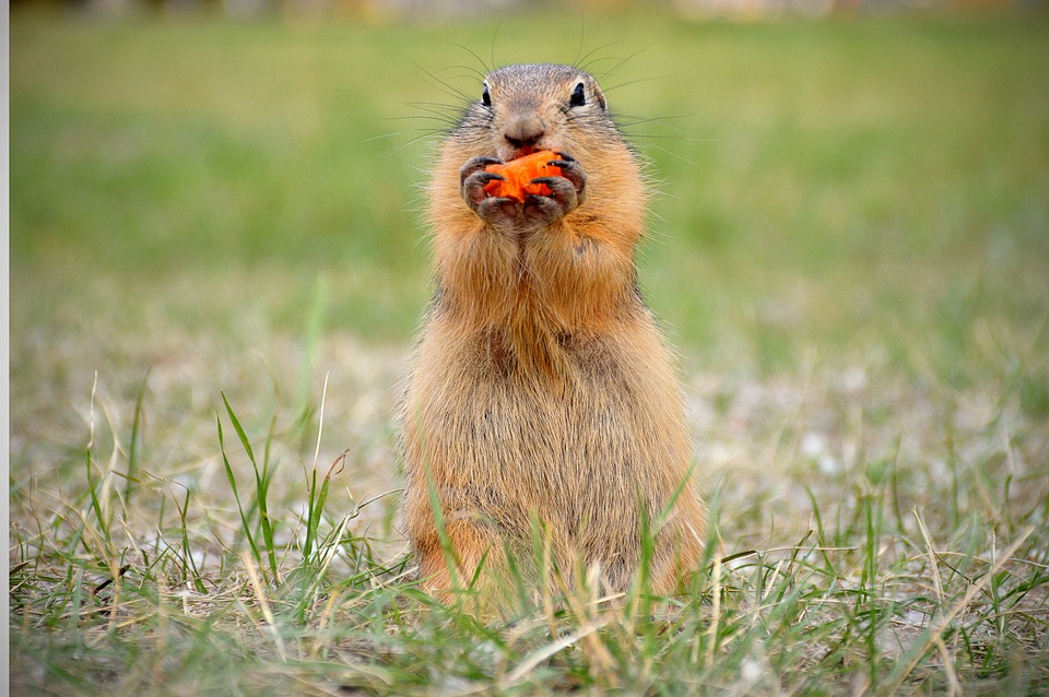 Marmot đang ăn củ cà rốt