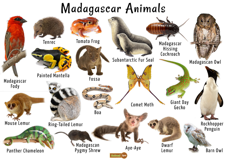 Species unique to madagascar