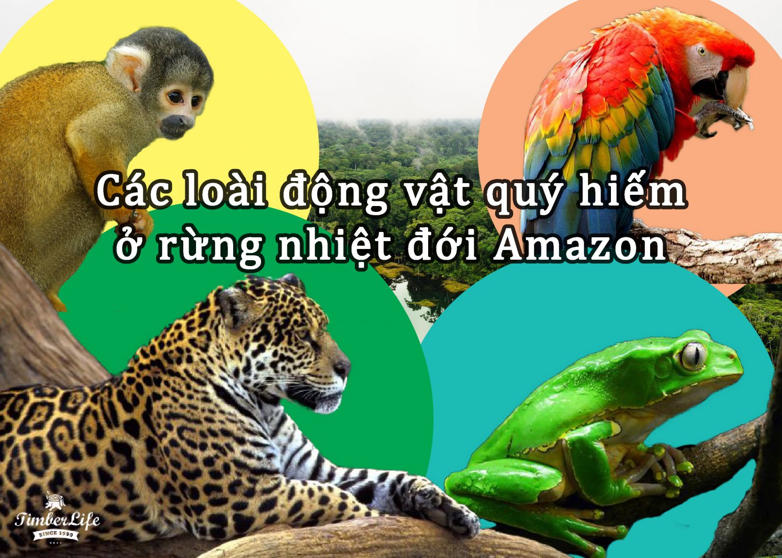 Sự đa dạng sinh học phong phú của rừng mưa Amazon