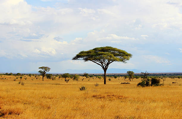 Thảo nguyên Kenya